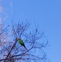 Polytelis swainsonii (Superb Parrot) at Theodore, ACT - 6 Jul 2022 by Cardy