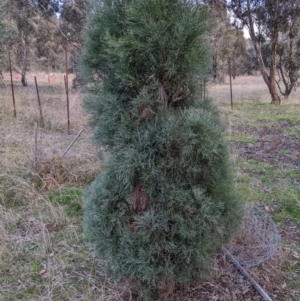 Callitris endlicheri at Watson, ACT - 6 Jul 2022