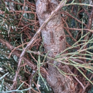 Callitris endlicheri at Watson, ACT - 6 Jul 2022 04:26 PM