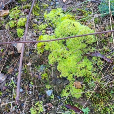 Unidentified Moss / Liverwort / Hornwort at O'Connor, ACT - 7 Jul 2022 by trevorpreston