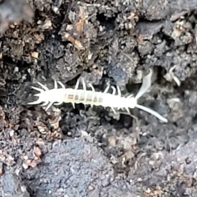 Symphyla (class) (Symphylan or garden centipede) at Bruce Ridge - 7 Jul 2022 by trevorpreston