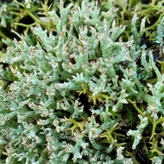 Cladonia sp. (genus) (Cup Lichen) at Bruce Ridge - 7 Jul 2022 by trevorpreston