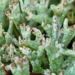 Cladonia sp. (genus) at O'Connor, ACT - 7 Jul 2022