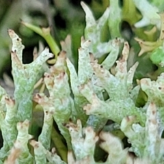 Cladonia sp. (genus) at O'Connor, ACT - 7 Jul 2022
