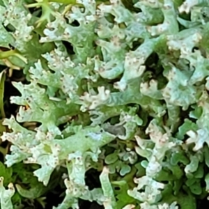 Cladonia sp. (genus) at O'Connor, ACT - 7 Jul 2022