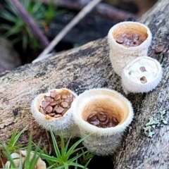 Nidula niveotomentosa (A birds-nest fungus) at Bruce Ridge - 7 Jul 2022 by trevorpreston