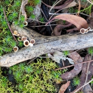 Nidula niveotomentosa at O'Connor, ACT - 7 Jul 2022