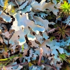 Lichen - foliose at Bruce Ridge - 7 Jul 2022 by trevorpreston