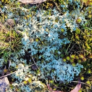 Lichen - foliose at O'Connor, ACT - 7 Jul 2022