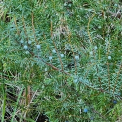 Juniperus communis (Juniper) at Isaacs, ACT - 7 Jul 2022 by Mike