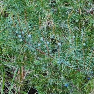 Juniperus communis at Isaacs, ACT - 7 Jul 2022