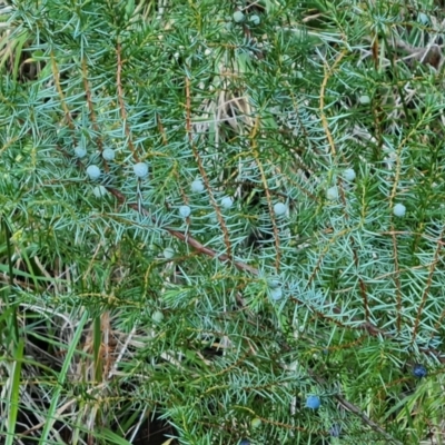 Juniperus communis (Juniper) at Isaacs Ridge and Nearby - 7 Jul 2022 by Mike