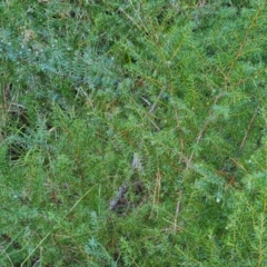 Juniperus communis at Isaacs, ACT - 7 Jul 2022