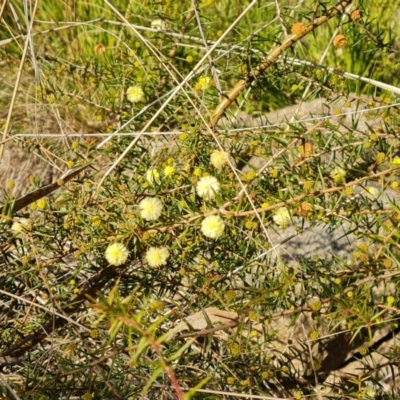 Acacia ulicifolia (Prickly Moses) at Isaacs Ridge and Nearby - 7 Jul 2022 by Mike