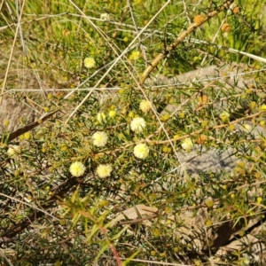 Acacia ulicifolia at Jerrabomberra, ACT - 7 Jul 2022