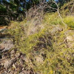 Acacia ulicifolia at Jerrabomberra, ACT - 7 Jul 2022 03:47 PM