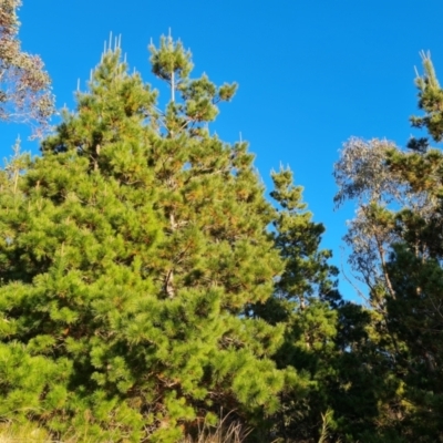 Pinus radiata (Monterey or Radiata Pine) at Isaacs Ridge and Nearby - 7 Jul 2022 by Mike
