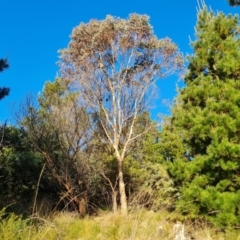 Eucalyptus sp. (A Gum Tree) at Jerrabomberra, ACT - 7 Jul 2022 by Mike