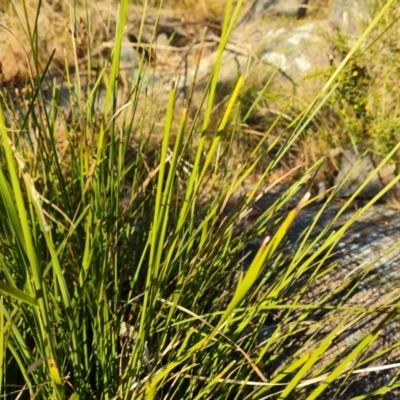 Lomandra longifolia (Spiny-headed Mat-rush, Honey Reed) at Isaacs Ridge and Nearby - 7 Jul 2022 by Mike