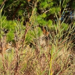 Stypandra glauca (Nodding Blue Lily) at Isaacs Ridge and Nearby - 7 Jul 2022 by Mike