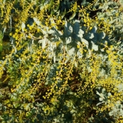 Acacia baileyana (Cootamundra Wattle, Golden Mimosa) at Jerrabomberra, ACT - 7 Jul 2022 by Mike