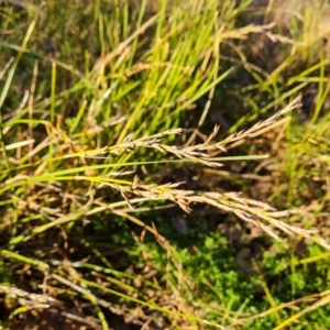 Lepidosperma laterale at Jerrabomberra, ACT - 7 Jul 2022