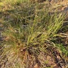 Lepidosperma laterale at Jerrabomberra, ACT - 7 Jul 2022