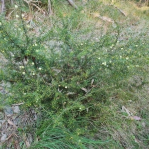 Acacia ulicifolia at Jerrabomberra, ACT - 7 Jul 2022 04:10 PM