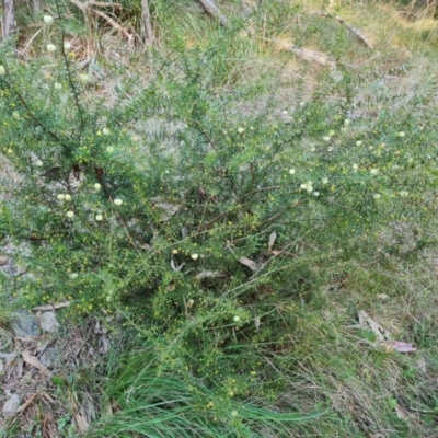 Acacia ulicifolia (Prickly Moses) at Isaacs Ridge - 7 Jul 2022 by Mike