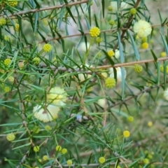 Acacia ulicifolia at Jerrabomberra, ACT - 7 Jul 2022