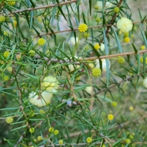 Acacia ulicifolia at Jerrabomberra, ACT - 7 Jul 2022 04:10 PM