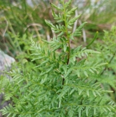 Cheilanthes austrotenuifolia (Rock Fern) at Molonglo Valley, ACT - 6 Jul 2022 by sangio7