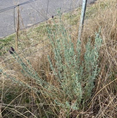 Lavandula stoechas (Spanish Lavender or Topped Lavender) at Hackett, ACT - 6 Jul 2022 by waltraud