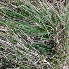 Nassella neesiana (Chilean Needlegrass) at Mount Ainslie - 6 Jul 2022 by waltraud