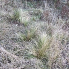 Nassella trichotoma (Serrated Tussock) at Hackett, ACT - 6 Jul 2022 by waltraud