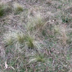 Nassella trichotoma (Serrated Tussock) at Mount Ainslie - 6 Jul 2022 by waltraud