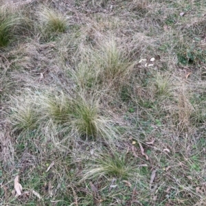 Nassella trichotoma at Hackett, ACT - 6 Jul 2022