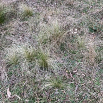 Nassella trichotoma (Serrated Tussock) at Hackett, ACT - 6 Jul 2022 by waltraud