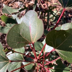 Brachychiton populneus at Hughes, ACT - 7 Jul 2022 10:26 AM