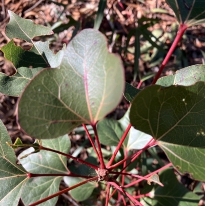 Brachychiton populneus (Kurrajong) at Red Hill to Yarralumla Creek - 7 Jul 2022 by KL