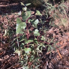 Brachychiton populneus at Hughes, ACT - 7 Jul 2022