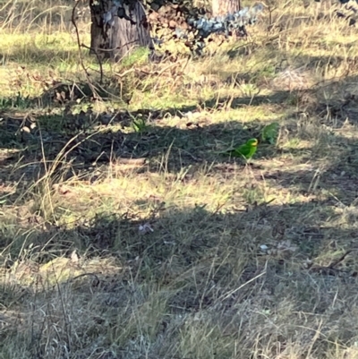 Polytelis swainsonii (Superb Parrot) at Red Hill to Yarralumla Creek - 7 Jul 2022 by KL