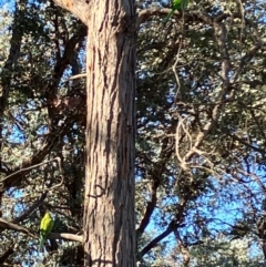 Polytelis swainsonii at Hughes, ACT - suppressed