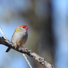 Neochmia temporalis (Red-browed Finch) at Carwoola, NSW - 19 Jun 2022 by Liam.m