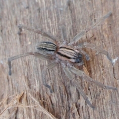 Miturga sp. (genus) (Unidentified False wolf spider) at Yass River, NSW - 7 Jul 2022 by SenexRugosus