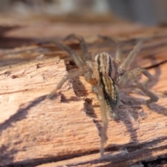 Miturga sp. (genus) at Yass River, NSW - 7 Jul 2022 02:14 PM