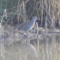 Gallirallus philippensis (Buff-banded Rail) at Wagga Wagga, NSW - 29 May 2022 by Liam.m