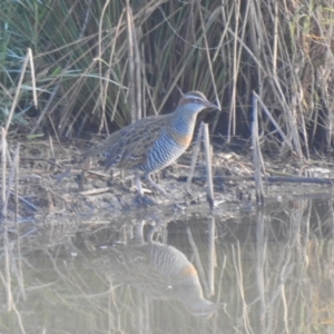 Gallirallus philippensis at Wagga Wagga, NSW - 29 May 2022