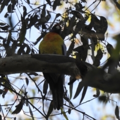 Platycercus elegans flaveolus (Yellow Rosella) at Wagga Wagga, NSW - 28 May 2022 by Liam.m