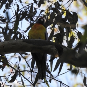 Platycercus elegans flaveolus at Wagga Wagga, NSW - suppressed